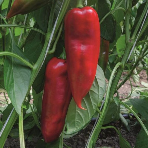 Насіння перцю солодкого Хан F1 /20 насінин/ *Bejo Zaden*