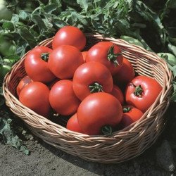 Томат Полбиг F1 /50 семян/ *Bejo Zaden*