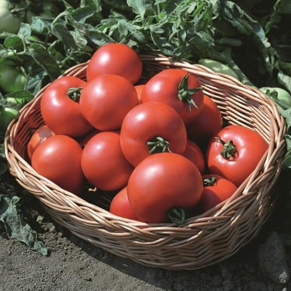 Насіння томата Полбіг F1 /50 насінин/ *Bejo Zaden*