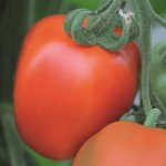 Томат Беніто F1 /50 насінин/ *Bejo Zaden*