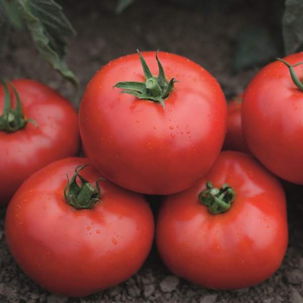 Семена томата Томск F1 /50 шт/ *Bejo Zaden*