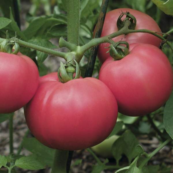 Семена томата Торбей F1 /50 шт/ *Bejo Zaden*