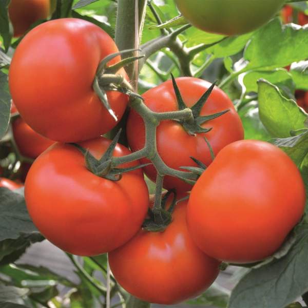 Семена томата Тобольск F1 /20 шт/ *Bejo Zaden*