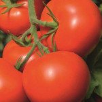 Томат Тойво F1 /20 насінин/ *Bejo Zaden*
