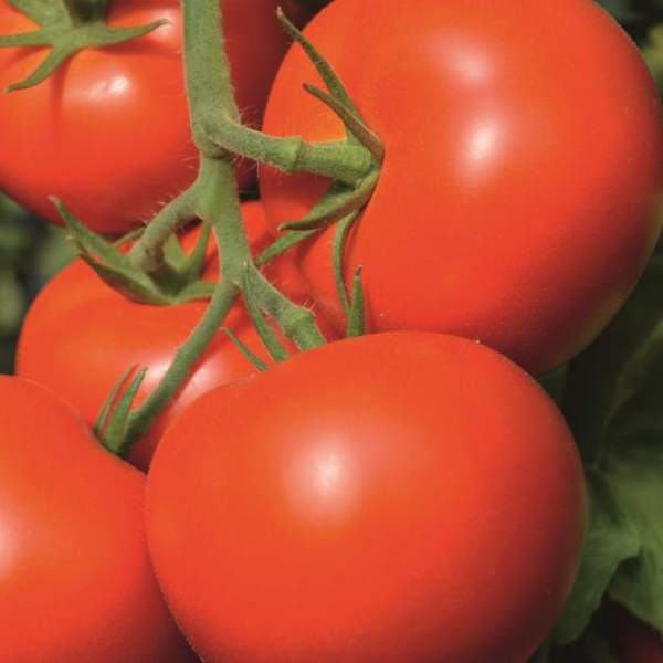Семена томата Тойво F1 /20 шт/ *Bejo Zaden*
