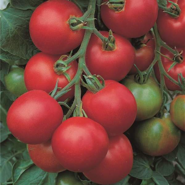 Семена томата Толстой F1 /50 шт/ *Bejo Zaden*