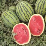 Арбуз Бедуин F1 /20 семян/ *Bejo Zaden*