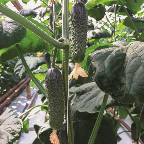 Семена огурца Аристан F1 /50 семян/ *Bejo Zaden*