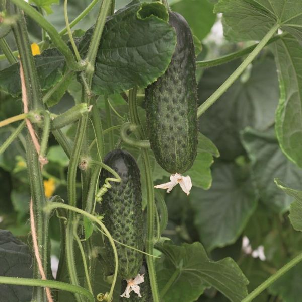 Семена огурца Атик F1 /50 семян/ *Bejo Zaden*