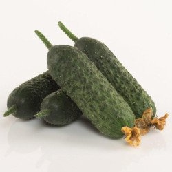 Огірок Абсолют F1 /50 насінин/ *Bejo Zaden*