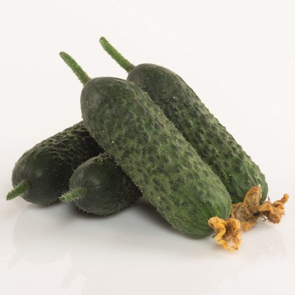 Семена огурца Абсолют F1 /50 семян/ *Bejo Zaden*