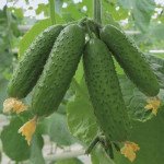 Огірок Авіон F1 /50 насінин/ *Bejo Zaden*