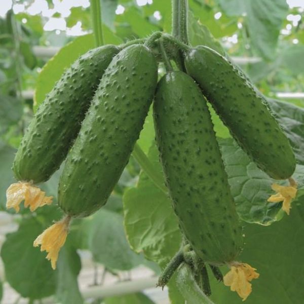 Семена огурца Авион F1 /50 семян/ *Bejo Zaden*