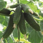 Огірок Амур F1 /50 насінин/ *Bejo Zaden*