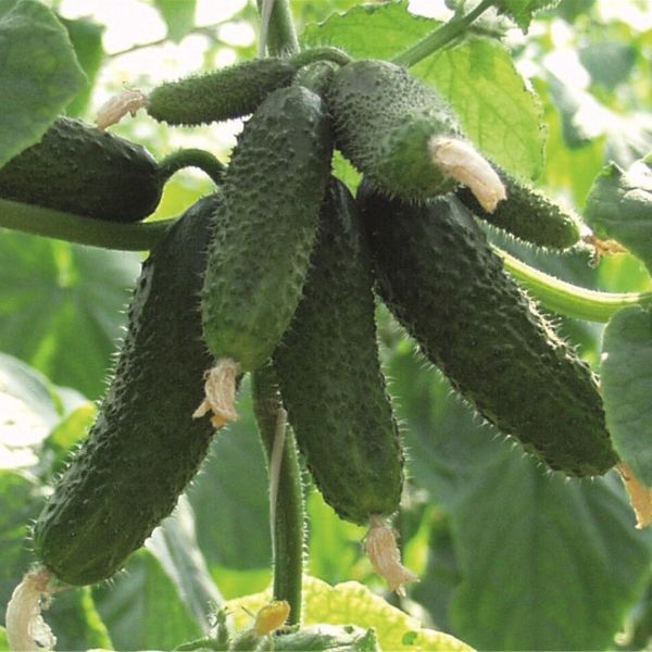 Насіння огірка Амур F1 /50 насінин/ *Bejo Zaden*