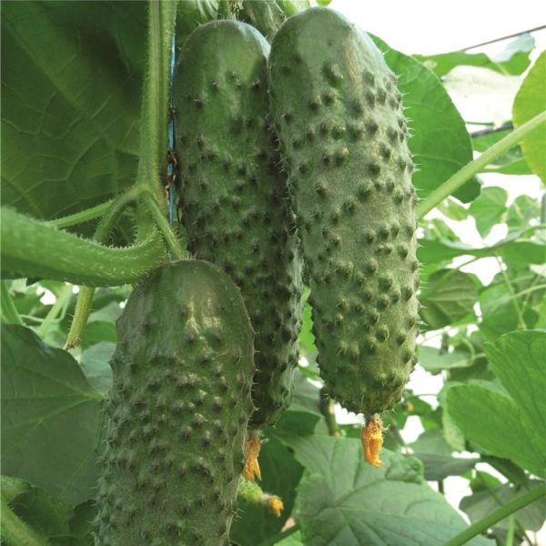 Семена огурца Артист F1 /50 семян/ *Bejo Zaden*