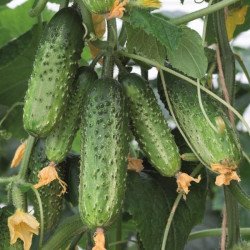 Огурец Амант F1 /50 семян/ *Bejo Zaden*