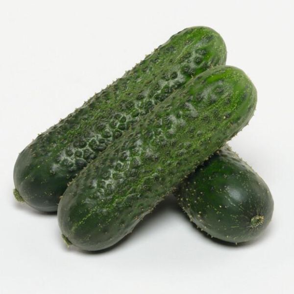 Семена огурца Амарок F1 /50 семян/ *Bejo Zaden*