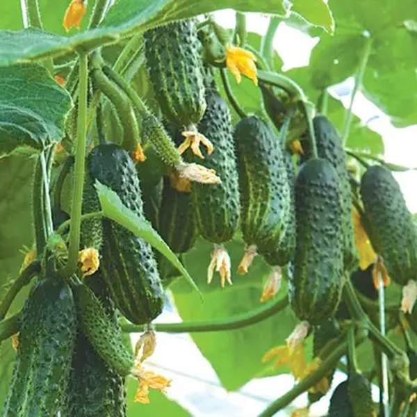 Насіння огірка Еколь F1 /50 насінин/ *Syngenta*