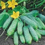 Огірок Пасамонте F1 /50 насінин/ *Syngenta*