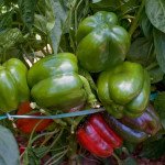 Перец сладкий Сондела F1 /10 семян/ *Rijk Zwaan*