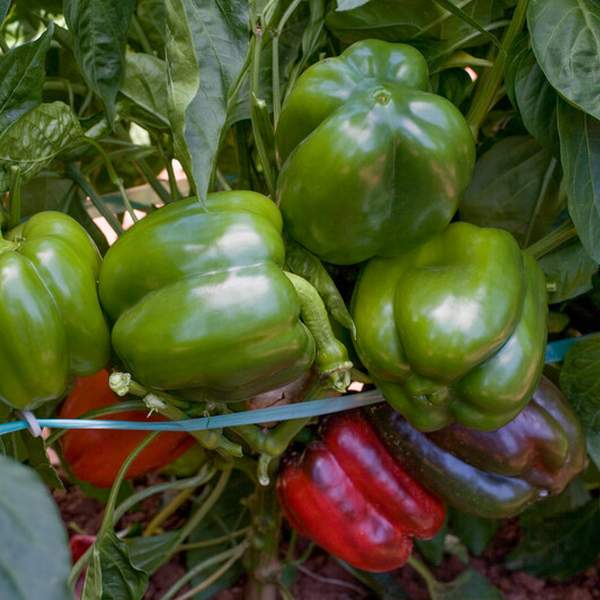 Перец сладкий Сондела F1 /10 семян/ *Rijk Zwaan*