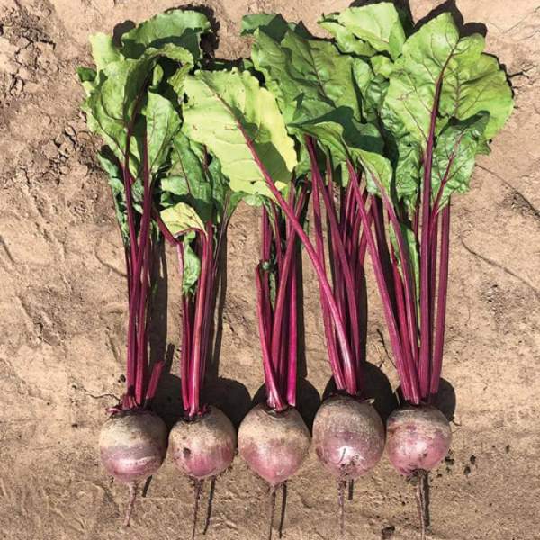 Семена свеклы Бетти F1 /1.000 семян/ *Rijk Zwaan*