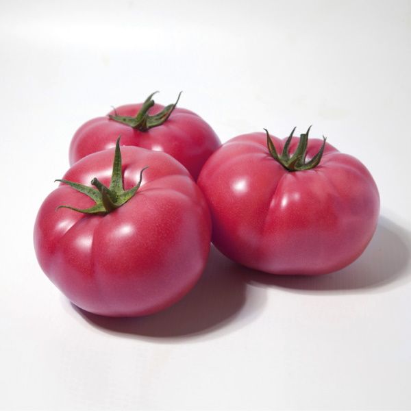 Томат KS 1157 (Хонока) F1 /20 семян/ *Kitano Seeds*