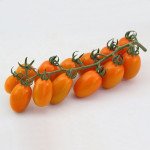 Томат KS 97 F1 /20 насінин/ *Kitano Seeds*