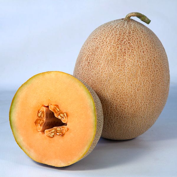 Дыня KS 6147 (Трибека) F1 /20 семян/ *Kitano Seeds*