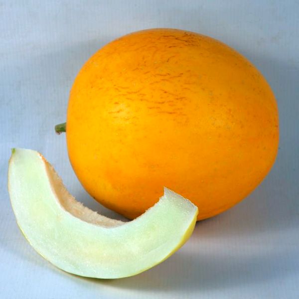 Насіння дині KS 7066 (Шинарі) F1 /20 насінин/ *Kitano Seeds*