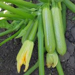 Кабачок KS 2446 (Йоки) F1 /20 семян/ *Kitano Seeds*