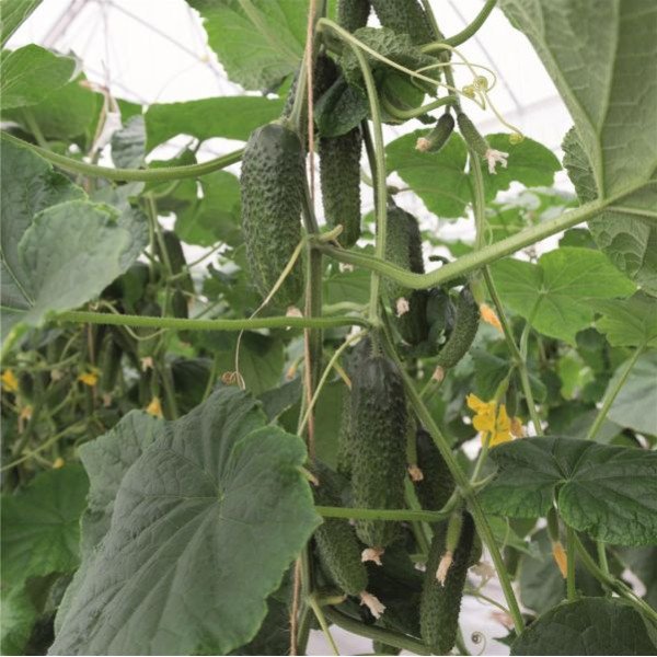 Семена огурца Анзор F1 /50 семян/ *Bejo Zaden*