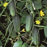 Огурец Акорд F1 /50 семян/ *Bejo Zaden*