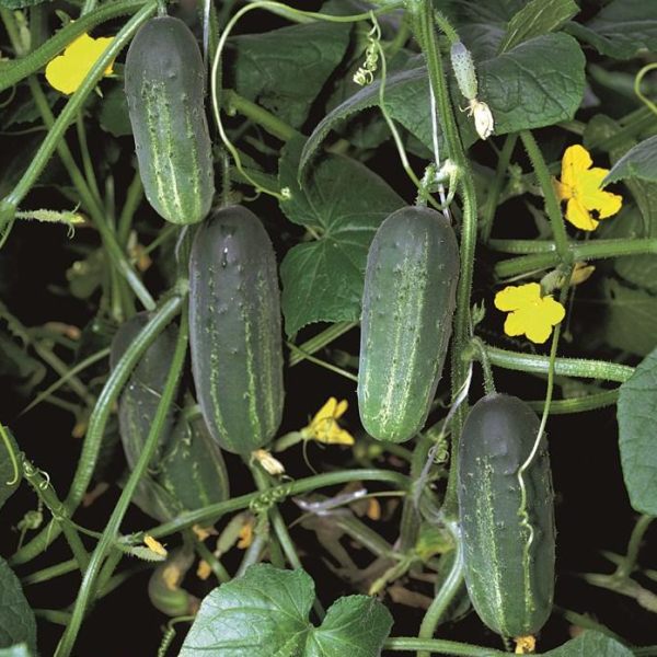 Семена огурца Акорд F1 /50 семян/ *Bejo Zaden*