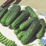 Огірок Альянс F1 /50 насінин/ *Bejo Zaden*