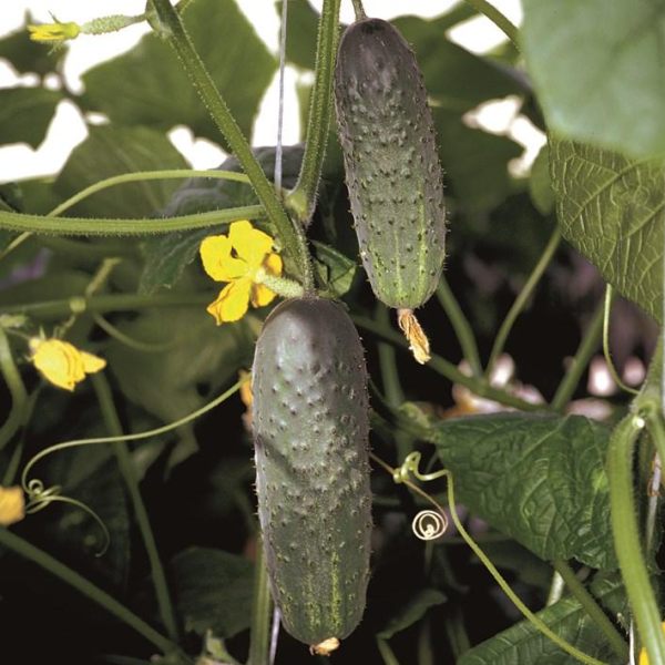 Семена огурца Атлантис F1 /50 семян/ *Bejo Zaden*
