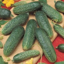 Огурец Астерикс F1 /50 семян/ *Bejo Zaden*