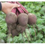 Буряк Водан F1 /1.000 насінин/ *Bejo Zaden*