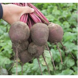 Буряк Водан F1 /1.000 насінин/ *Bejo Zaden*