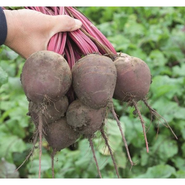 Семена свеклы Водан F1 /1.000 семян/ *Bejo Zaden*