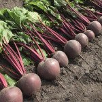 Буряк Пабло F1 /1.000 насінин/ *Bejo Zaden*