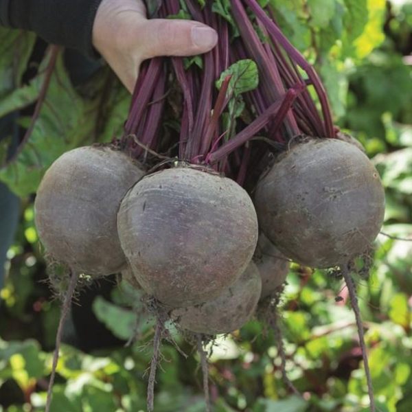 Семена свеклы Бикорес /1.000 семян/ *Bejo Zaden*