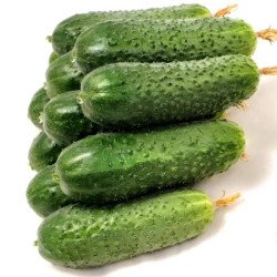 Огурец Арктика F1 /50 семян/ *Nong Woo Bio*