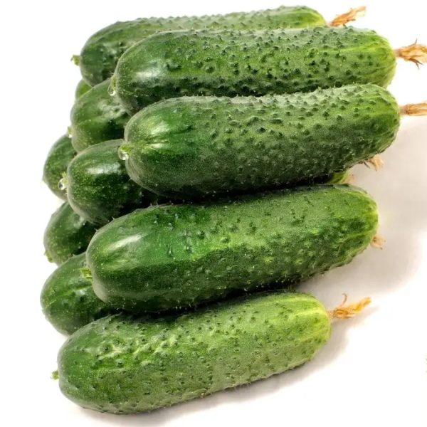 Семена огурца Арктика F1 /50 семян/ *Nong Woo Bio*