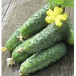Огірок Аристократ F1 /50 насінин/ *Nong Woo Bio*