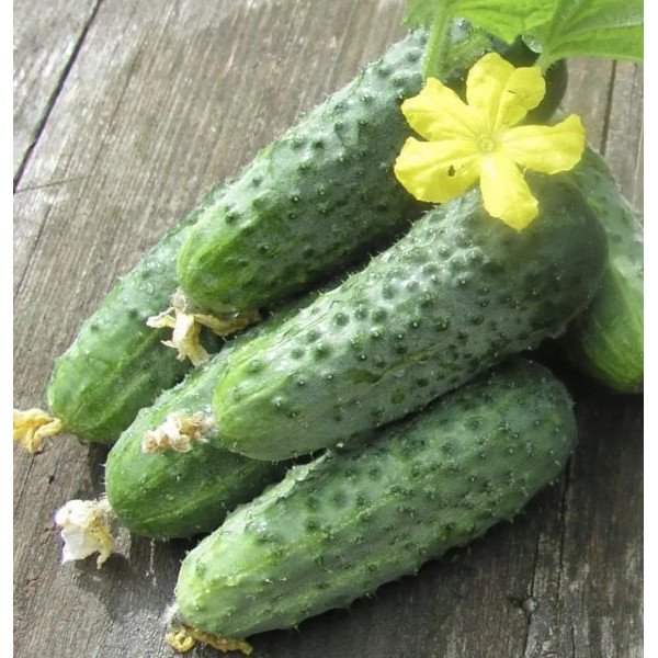 Семена огурца Аристократ F1 /50 семян/ *Nong Woo Bio*