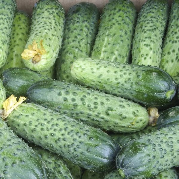 Семена огурца Аваланж F1 /50 семян/ *Nong Woo Bio*