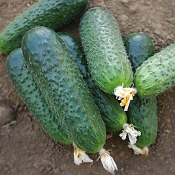 Огурец Бетина F1 /50 семян/ *Nunhems Zaden*