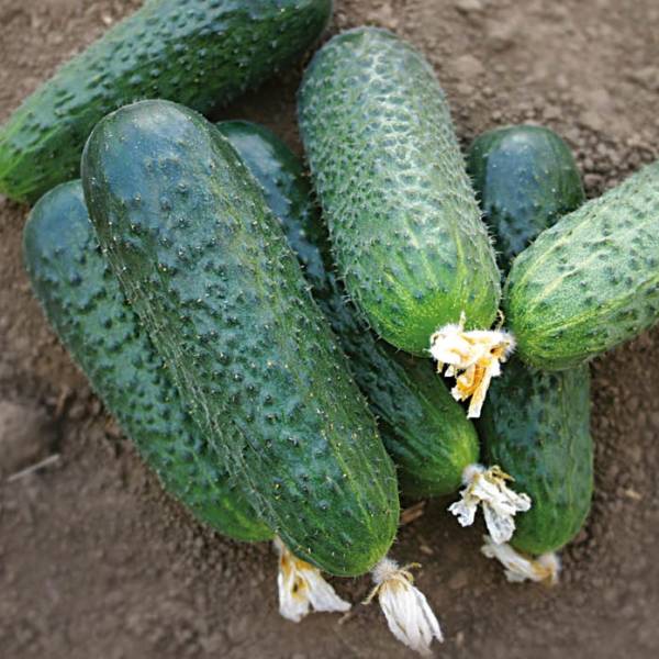 Насіння огірка Бетіна F1 /50 насінин/ *Nunhems Zaden*